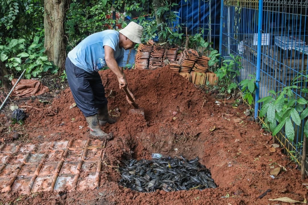 Ikan Sapu-sapu Ancam Perairan Indonesia, Ini 5 Dampak dan Bahayanya Bagi Lingkungan