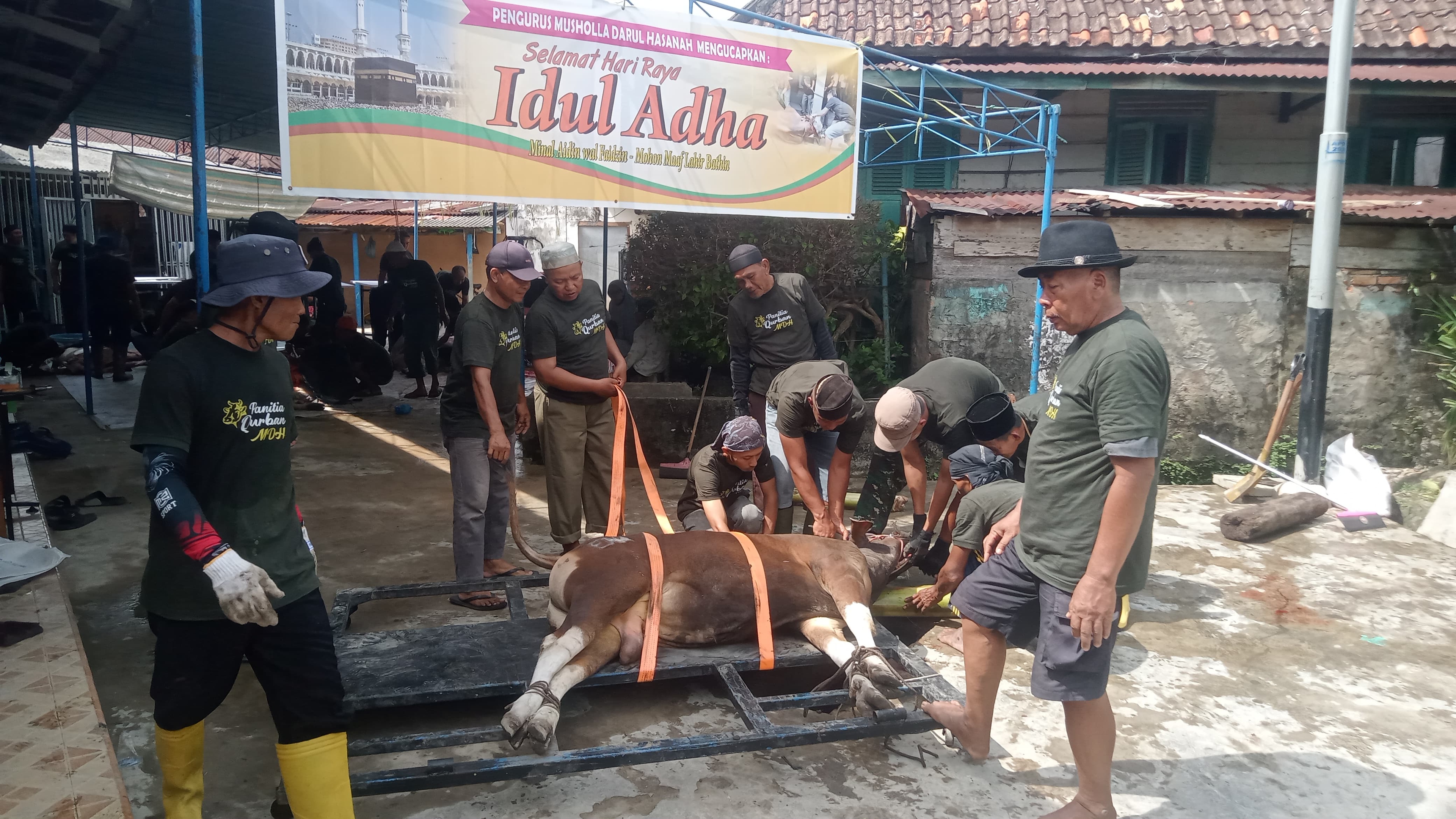 Inovasi Warga Plaju, Alat Perebah Sapi Permudah dan Percepat Proses Kurban