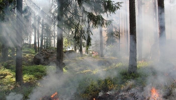 Hujan Guyur Sejumlah Wilayah, Hotspot Karhutla di Sumsel Mulai Menurun