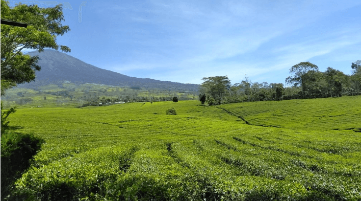 Siap Liburan Akhir Pekan? Berikut 7 Destinasi Wisata di Kota Pagar Alam yang Wajib Kamu Kunjungi