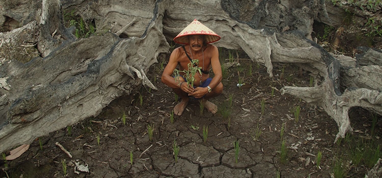 Sulit Air, Lahan Pertanian di Kabupaten PALI Alami Kekeringan