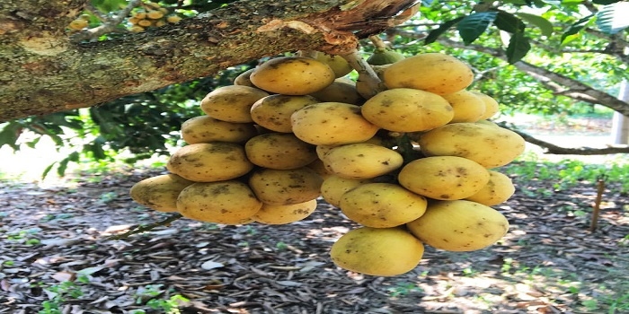 Lebih dari Sekadar Buah Inilah 5 Fakta Unik dan Menarik Tentang Semangka