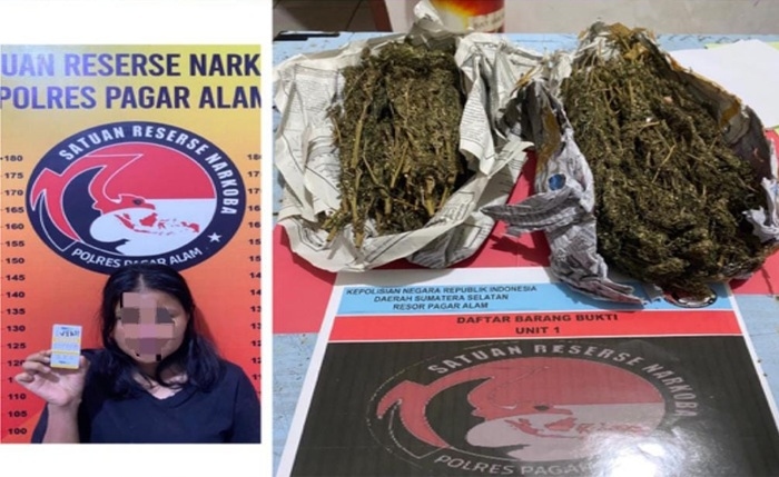 Wanita Asal Pagar Alam Ditangkap Polisi, Simpan 500 Gram Ganja Siap Edar di Dalam Tas Kecil