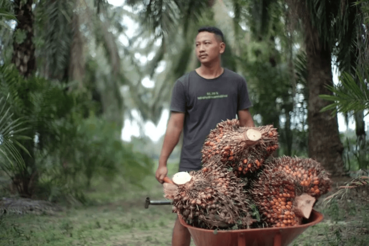 TBS Sumsel Naik, Harga Tanaman 10-20 Tahun Paling Tinggi
