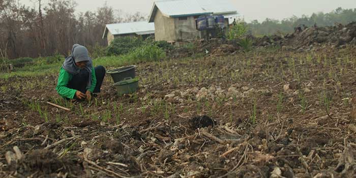 Sulit Air, Lahan Pertanian di Kabupaten PALI Alami Kekeringan