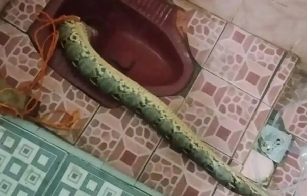 Geger Ular 3 Meter Muncul dari Kloset Rumah Warga Palembang, Penghuni Sempat Pantau Lewat CCTV