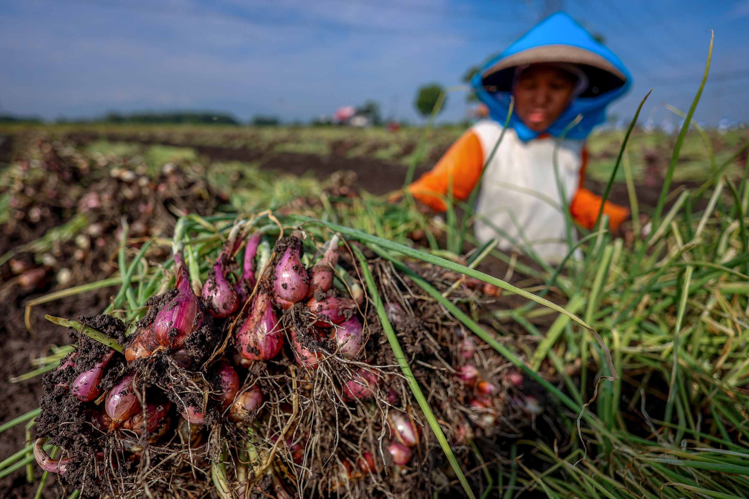 El Nino Berkepanjangan, Sumsel Datangkan 23 Ton Bawang Merah dan 38 Ton Cabai dari Luar Daerah