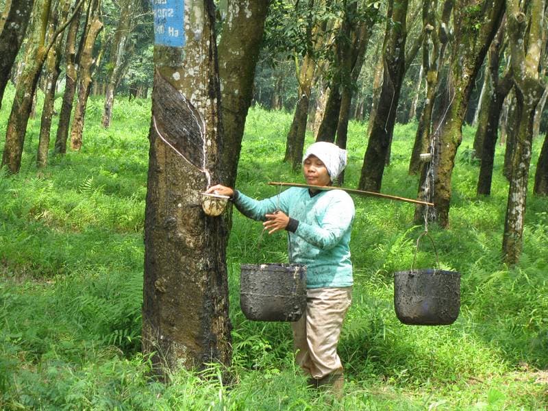 Konflik Timur Tengah Tekan Industri Karet Sumsel, Biaya Produksi Terancam Naik