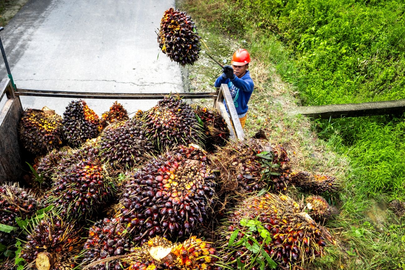 Harga TBS Sawit Sumsel Naik Lagi, Tanaman Produktif Capai Rp3.723 per Kg