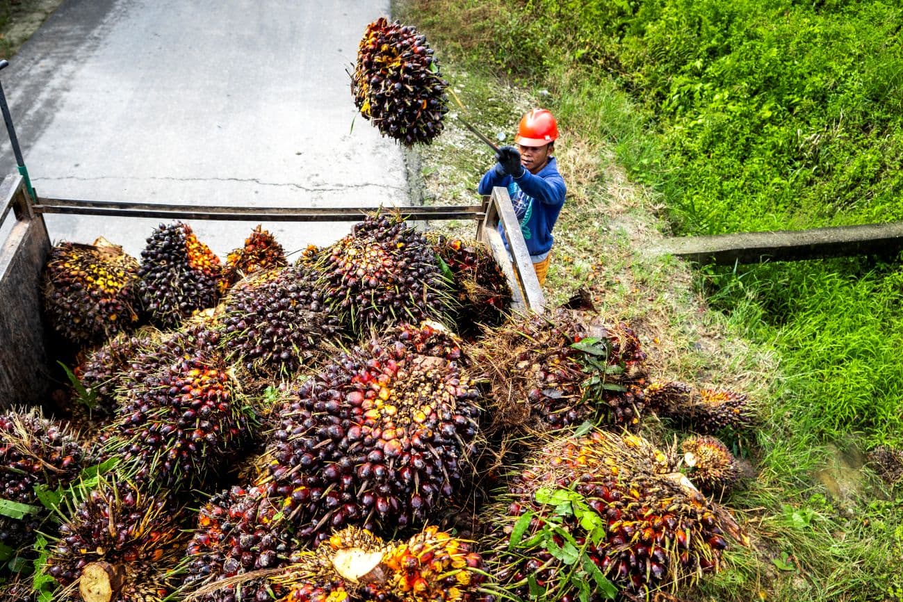 Harga Sawit Mulai Turun, Pemprov Sumsel Minta PKS Tak Mainkan Harga TBS Petani