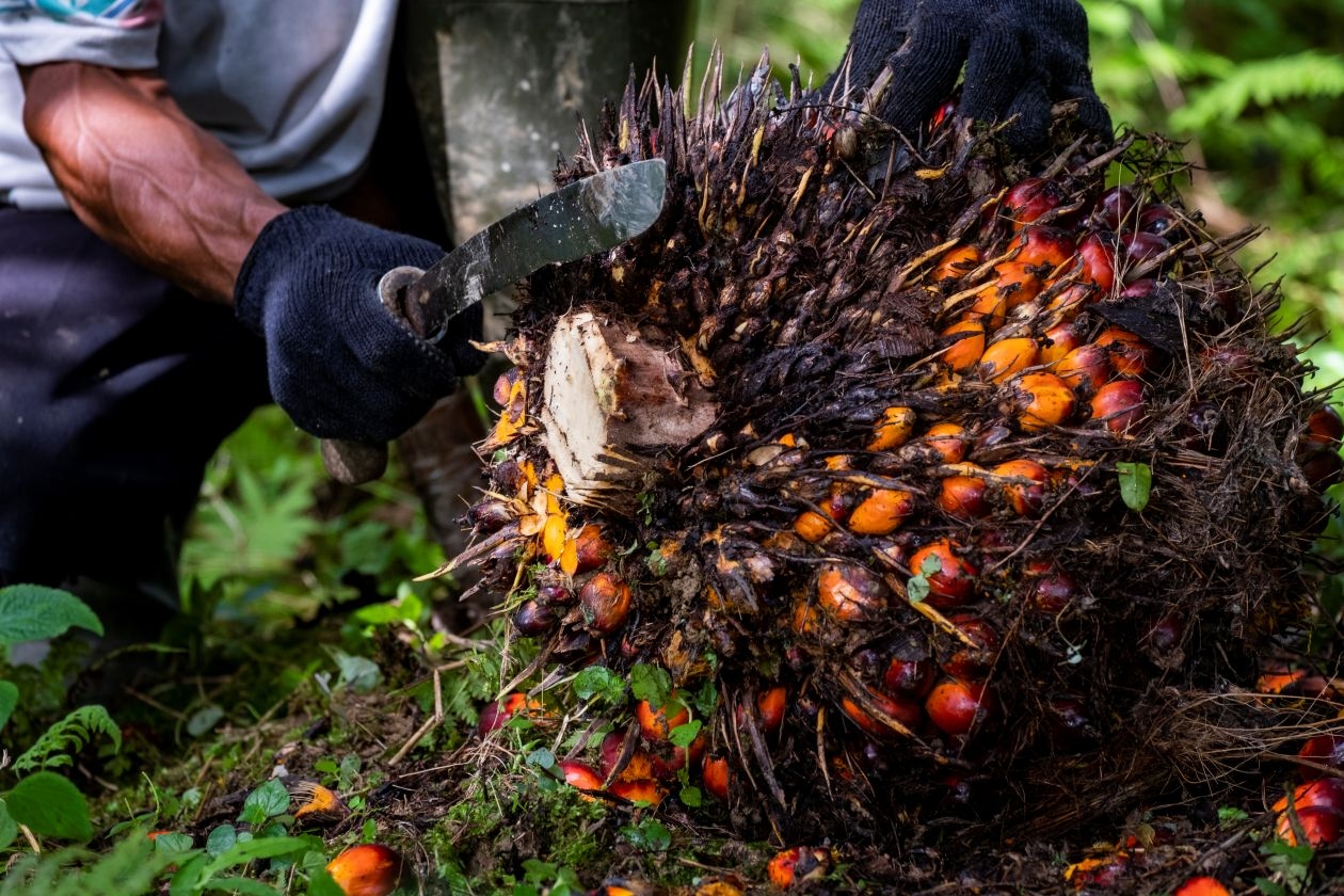 Harga Sawit Sumsel Kembali Menguat, Tembus Rp3.704 per Kg di Akhir Juni 2026