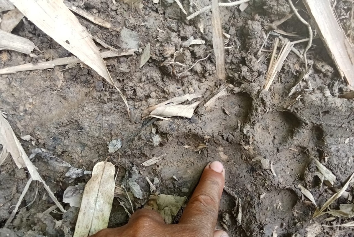 Teror Harimau di Muratara, 10 Kerbau Warga Diserang dalam 4 Bulan