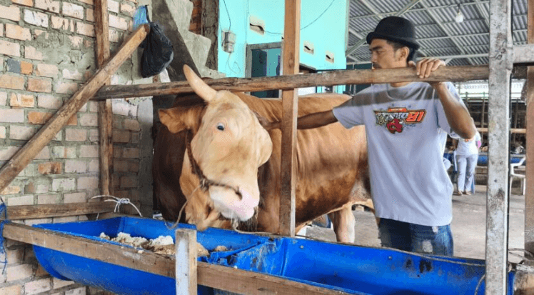 Kisah Yunita dan Arjuna, Sapi Raksasa Palembang yang Dibeli Istana Rp130 Juta