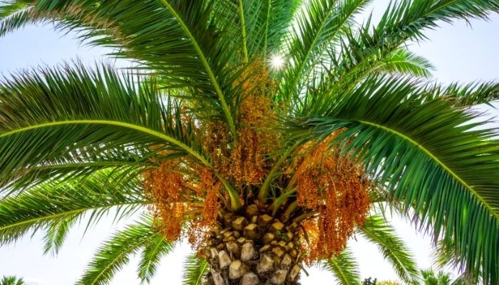 Harga TBS Sawit Sumsel Periode II September Naik Jadi Rp3.836 per Kg