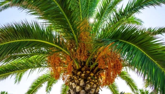 Harga TBS Sawit Sumsel Awal Juni 2026 Masih Tinggi, CPO Tembus Rp14.072 per Kg