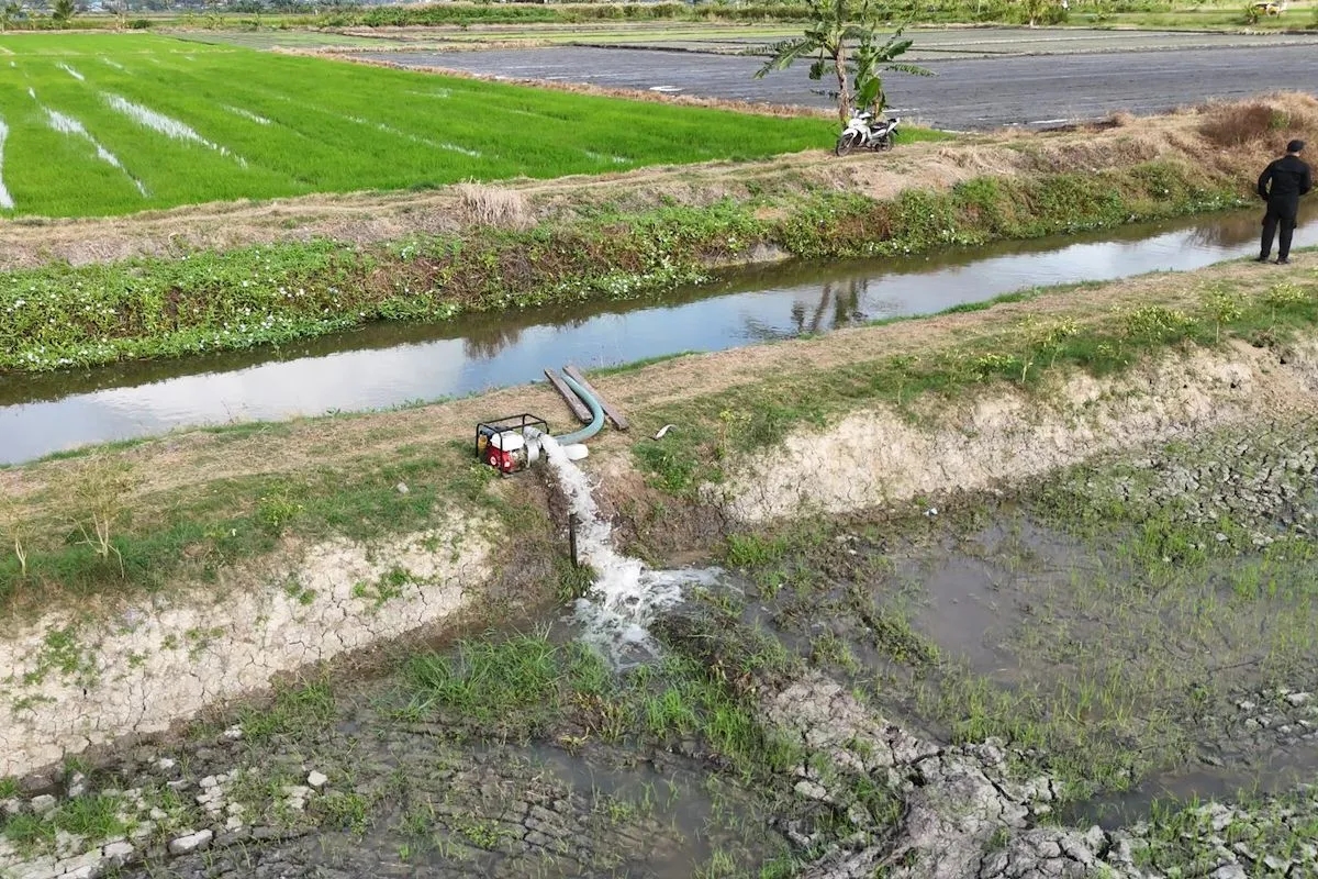 Potensi Lahan Rawa Sumsel Capai 73 Persen, Padi Apung Mulai Dikembangkan
