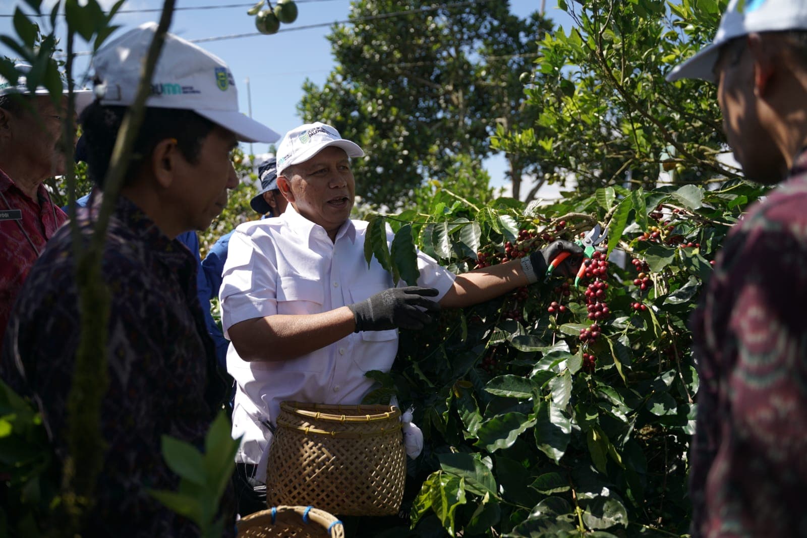 PT Pusri Dorong Kejayaan Kopi Arabika Kintamani Lewat Program Pendampingan Petani