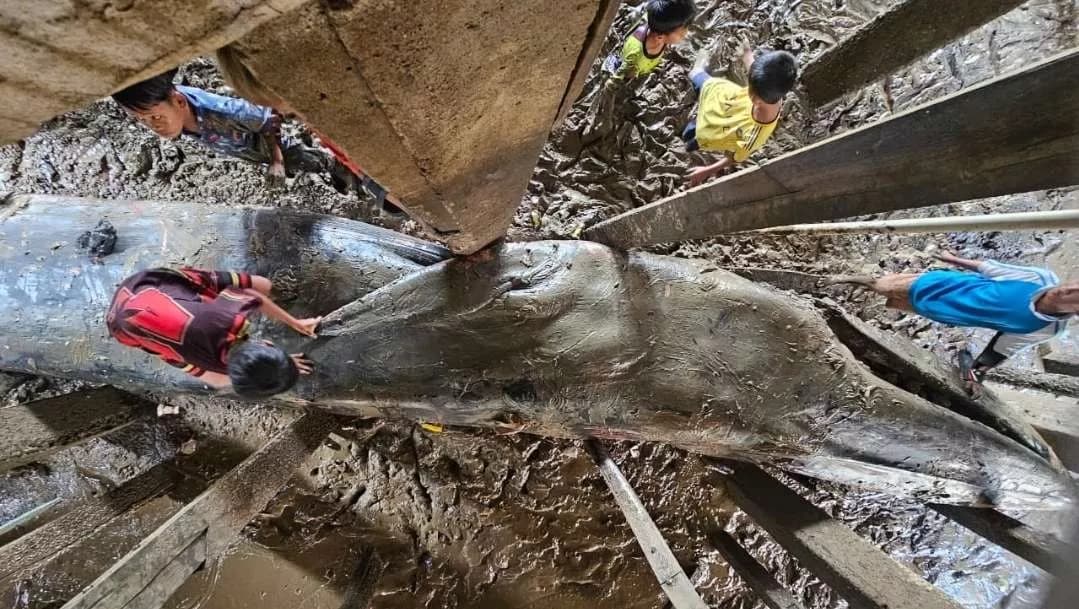 Paus Biru Sepanjang 13 Meter Mati Terdampar di Banyuasin, Evakuasi Sulit karena Terjepit di Bawah Rumah