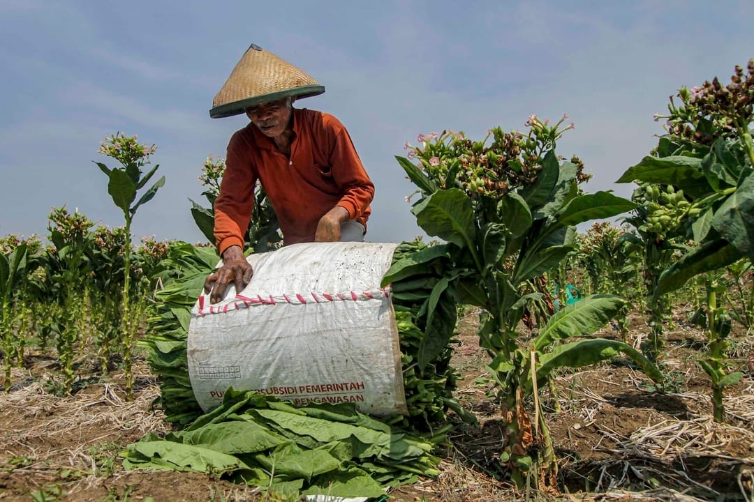 NTP Sumsel Naik 4,09 Persen, Harga Karet dan Cabai Jadi Pendorong