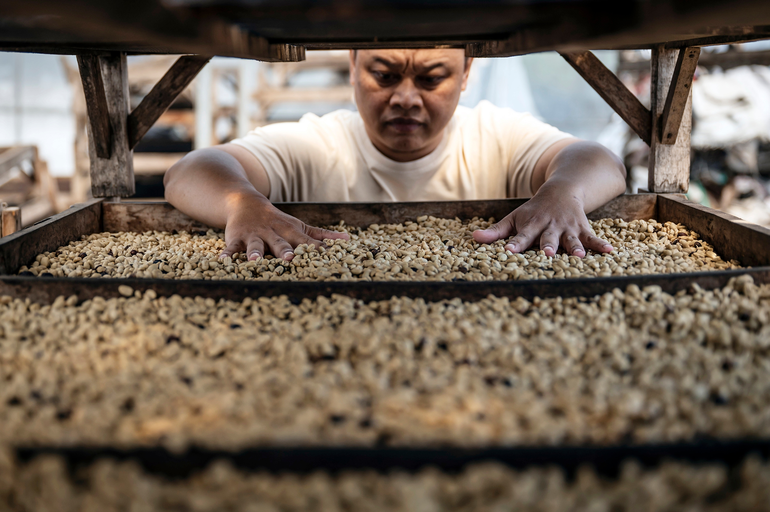 5 Fakta Kopi Indonesia yang Mendunia, dari Istilah Java hingga Kopi Luwak