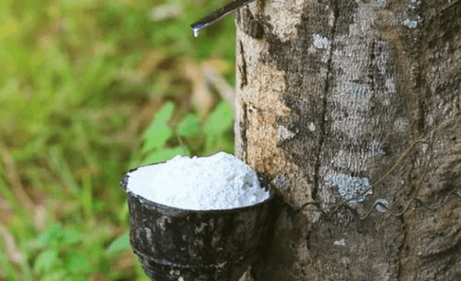 Harga Karet Dunia Berbalik Naik, Peluang Tembus Rp40 Ribu per Kg Kian Terbuka