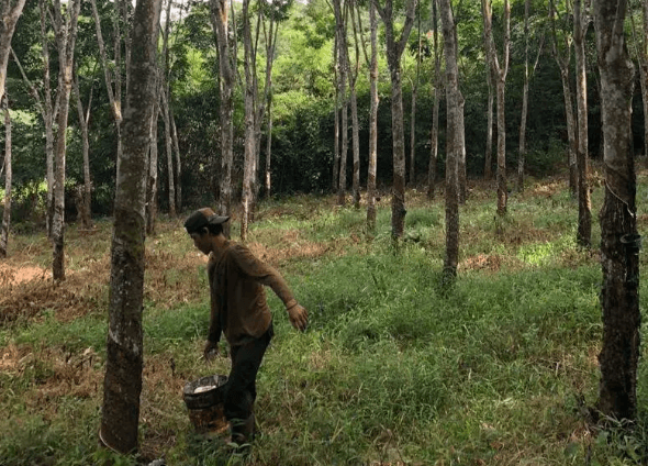 Harga Sawit Menggiurkan, Apkarindo Minta Petani Sumsel Tak Tergesa Tebang Kebun Karet