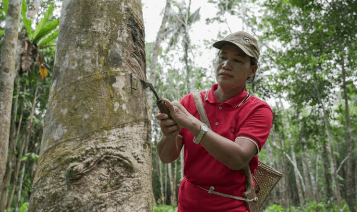 Harga Karet Sumsel Naik Lagi, Kini Rp39.076 per Kg dan Berpeluang Tembus Rp40 Ribu
