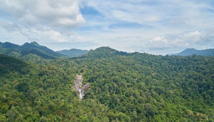 10 Negara dengan Hutan Terluas di Dunia, Indonesia Termasuk?