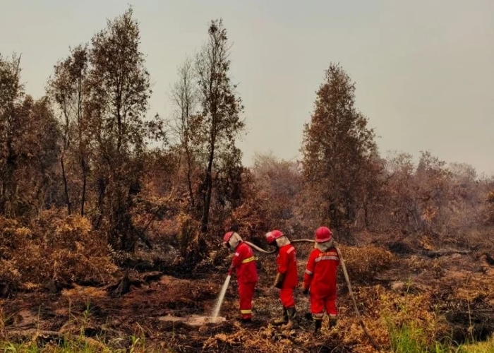 Petugas Karhutla Sumsel Harus Bergantian Tiap 10-15 Hari, Air Jadi Kendala Pemadaman