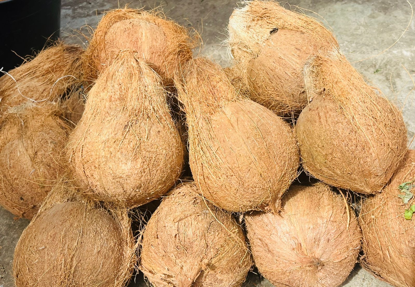 Harga Kelapa Sumsel Terjun Bebas, dari Rp4.000 Kini Tinggal Rp1.800 per Butir