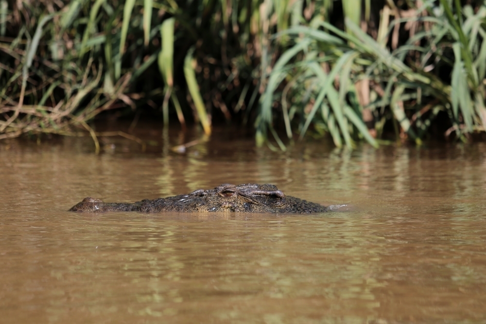 Buaya Besar Muncul Lagi di Sungai Lais Palembang, Warga Takut Ada Korban Jiwa