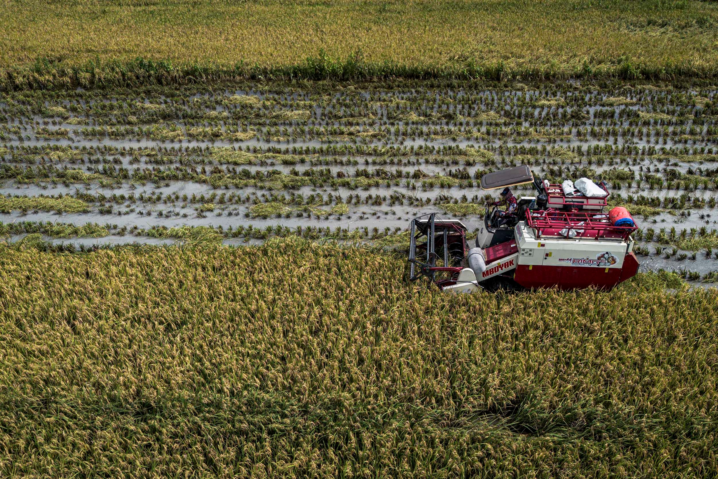 Rawa Lebak Tetap Produktif Saat Kemarau, Bulog Serap 127 Ton Gabah di Sumsel