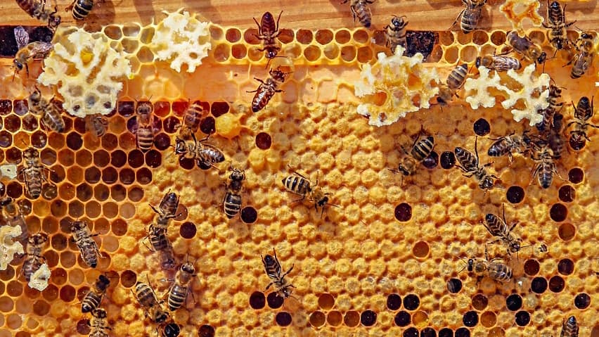 5 Skincare Alami yang Aman untuk Ibu Hamil, Tetap Glowing tanpa Cemas