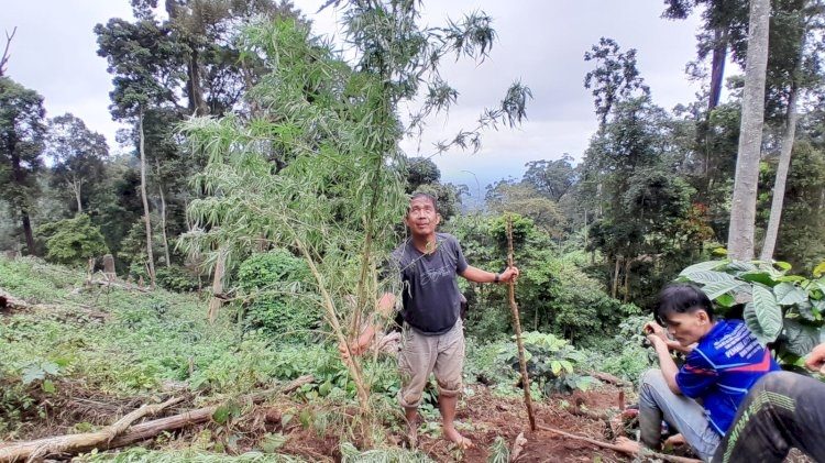 Penggerbekan Ladang Ganja Seluas Satu Hektare di Perbukitan Empat Lawang Sumsel