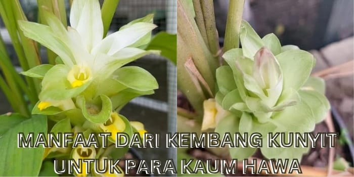 TIDAK BANYAK YANG TAHU! Khasiat dari Kembang Kunyit Dapat Menggantikan Skincare? Begini Cara Buatnya