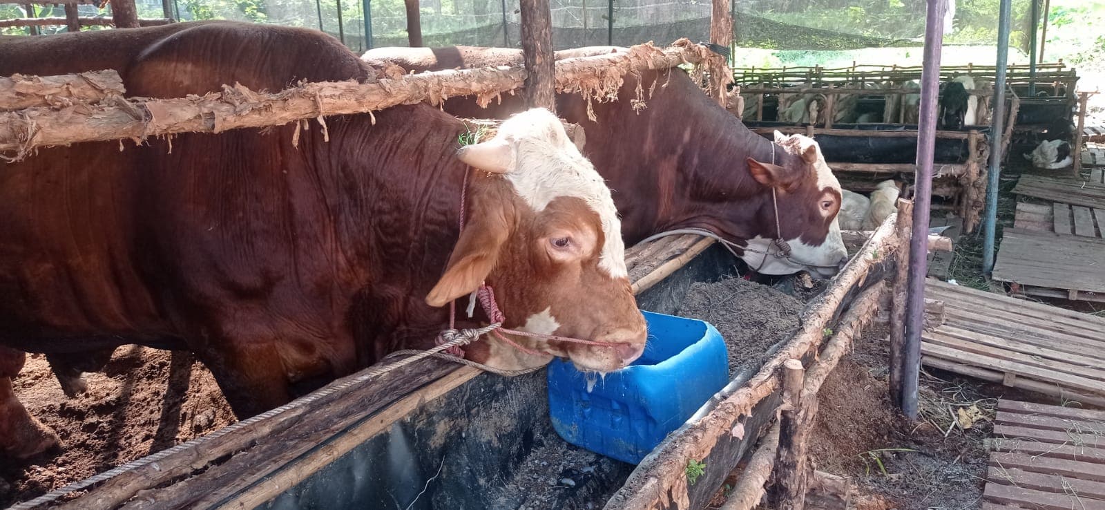 Peningkatan Volume Lalu Lintas Hewan Kurban di Sumatera Selatan Jelang Idul Adha