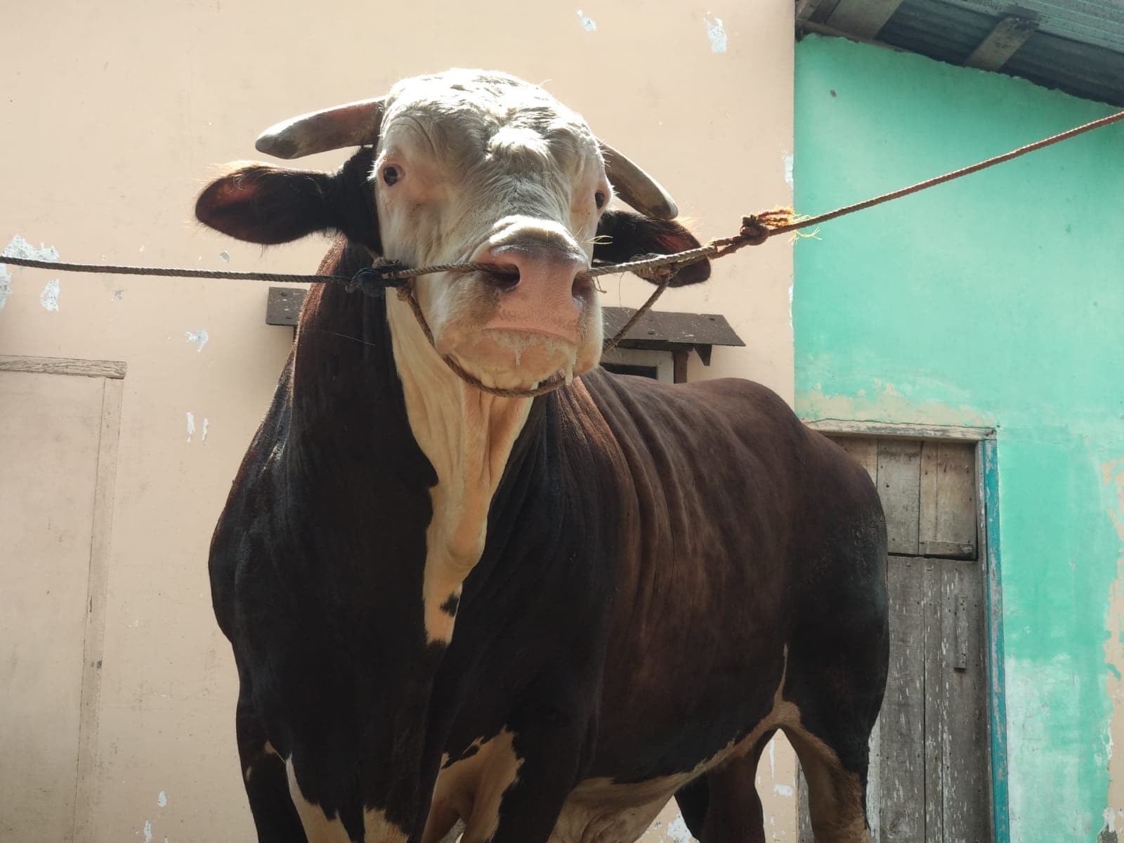 Sapi Presiden Jokowi di Palembang Ternyata Bernama Bule, Beratnya Capai 1,1 Ton