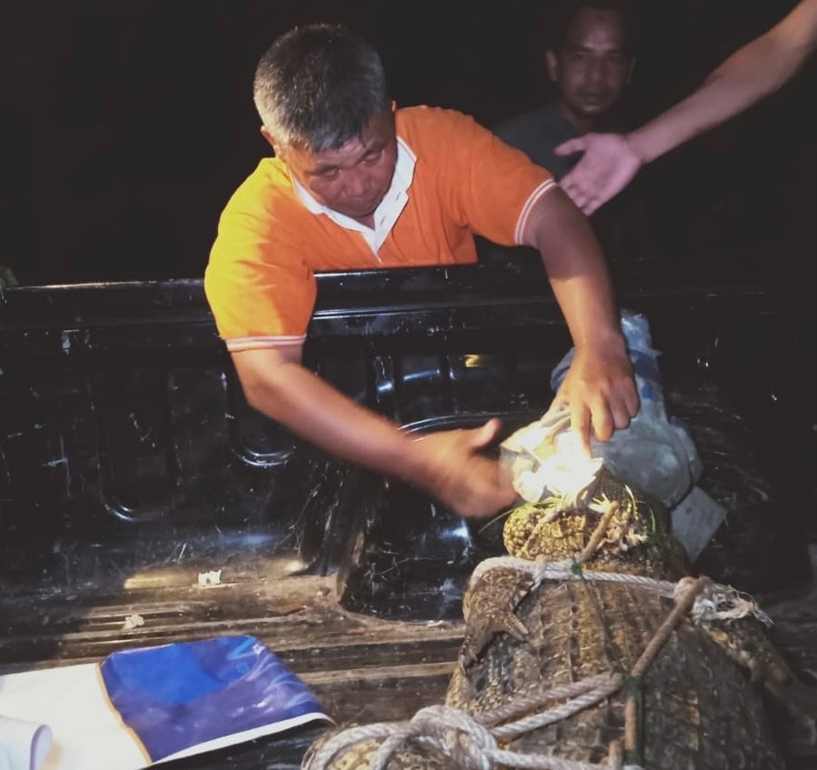 Buaya Muara Viral di Jalan Sungai Dua Akhirnya Ditangkap BKSDA dan Warga