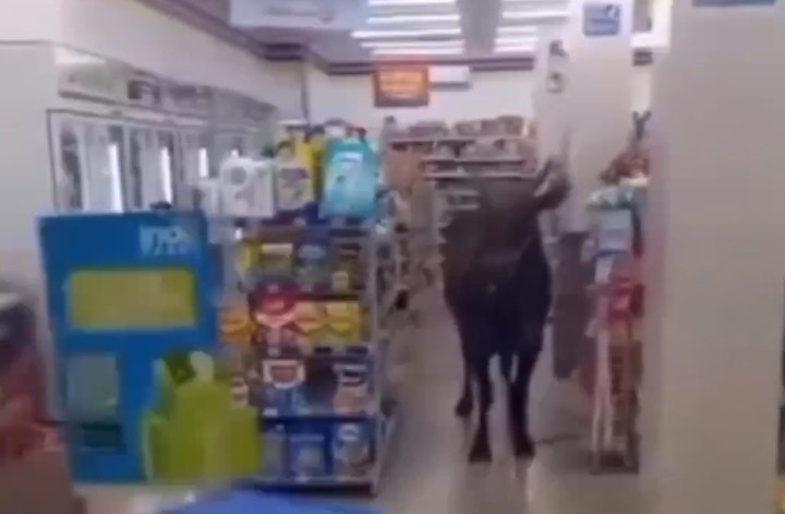 Sapi Nyasar Masuk Indomaret di Plaju, Seruduk Motor hingga Bikin Warga Panik