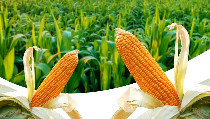 Sumsel Dorong Hadirnya Industri Pengolahan Jagung untuk Maksimalkan Nilai Ekonomi Petani