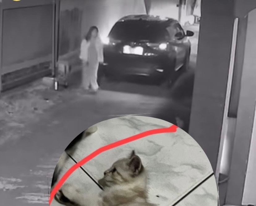 Anak Kucing Persia Diduga Dicuri di Depan Rumah, Warga Palembang Minta Pelaku Kembalikan