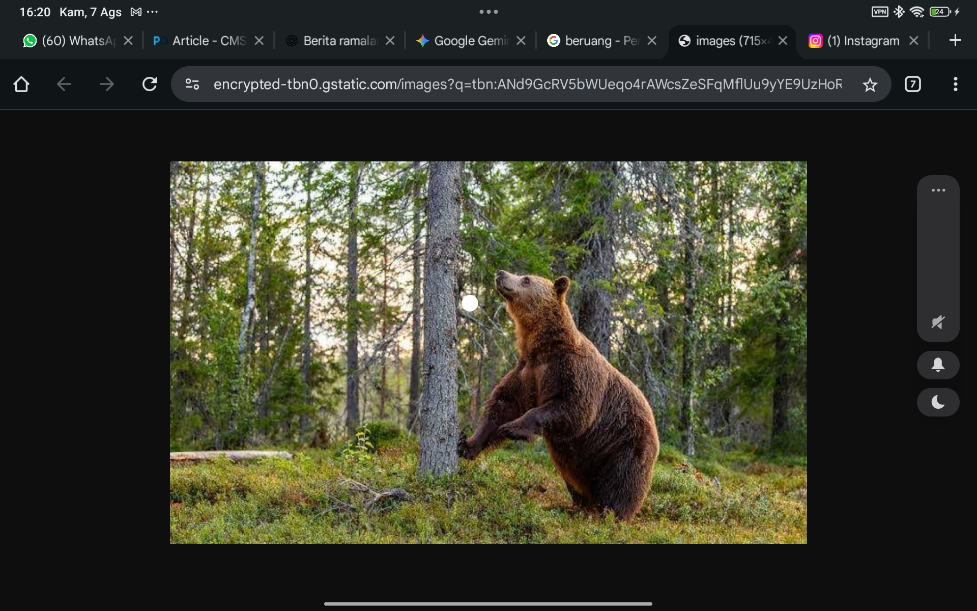 Warga Sukakarya Musi Rawas Resah, Dua Ekor Beruang Liar Masih Berkeliaran