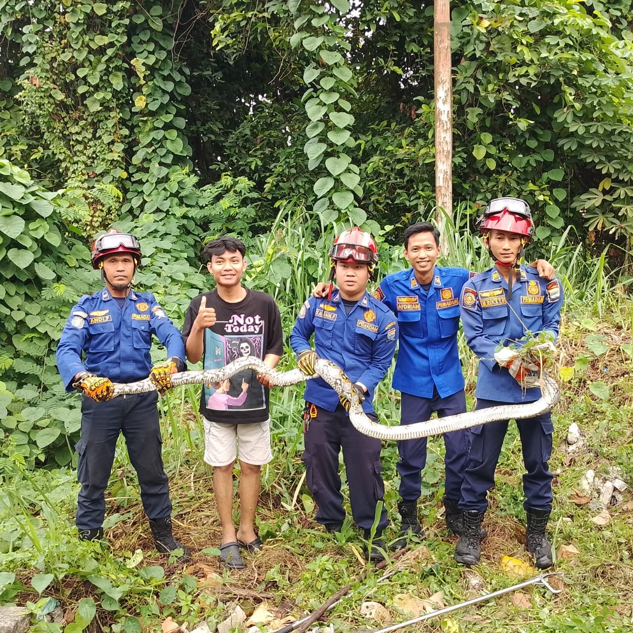 Damkar Evakuasi Ular Piton 3 Meter dan 13 Telur nya Bersarang di Permukiman 8 Ilir Palembang