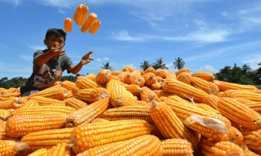 Sumatera Selatan Catat Lonjakan Panen Jagung 2025, Puncak Produksi Terjadi di Akhir Tahun