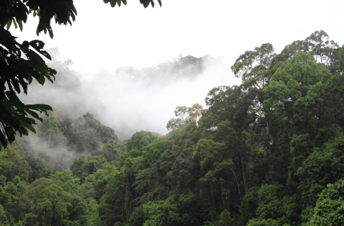 Luas Hutan dan Perairan Sumsel Capai 4,9 Juta Hektare, Banyuasin Terluas di Daerah